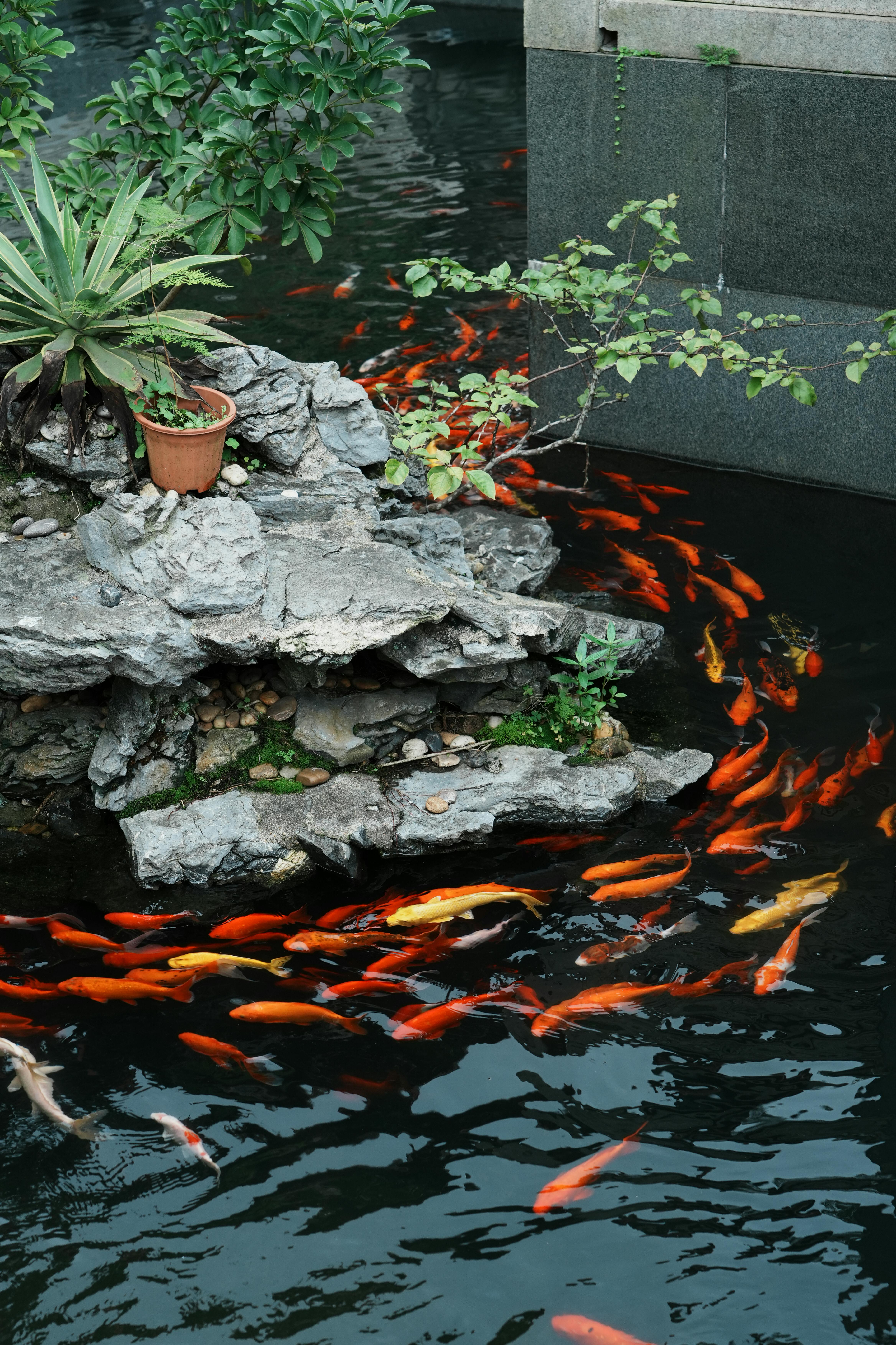 Colorful koi fish swim gracefully in a peaceful garden pond surrounded by lush greenery and rocks.