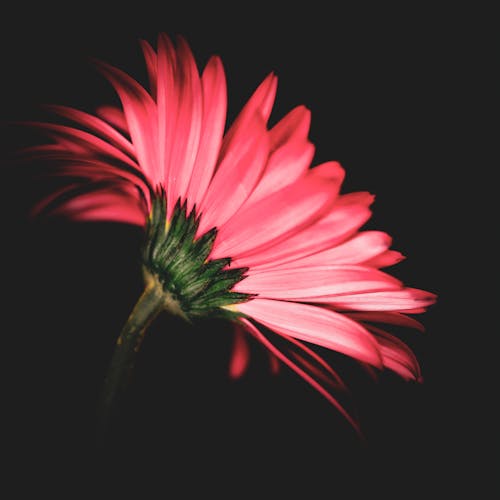 A pink flower with a black background