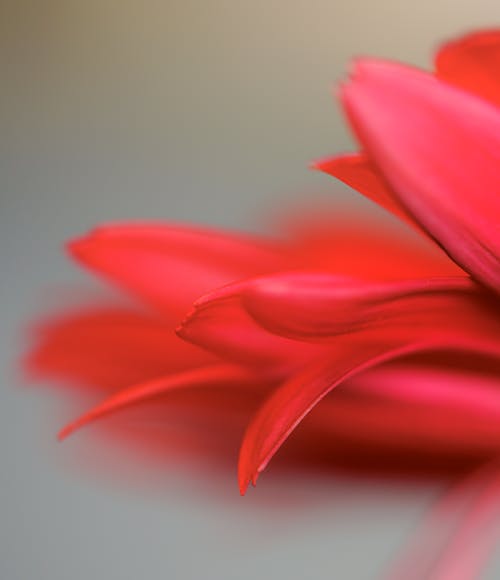 A close up of a red flower with blurry background