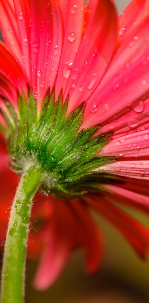A close up of a red flower with water droplets