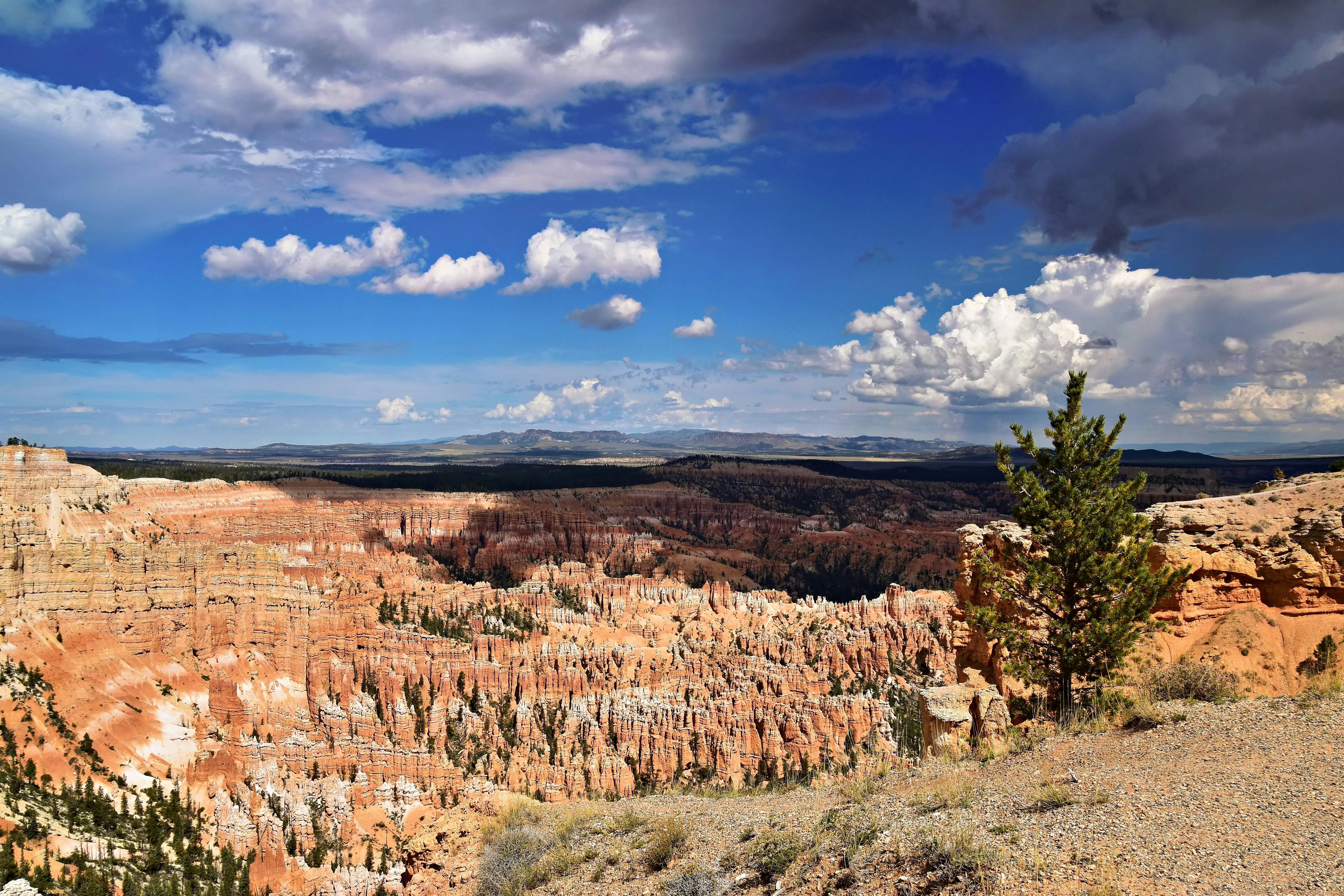 Camels in the Australian Outback