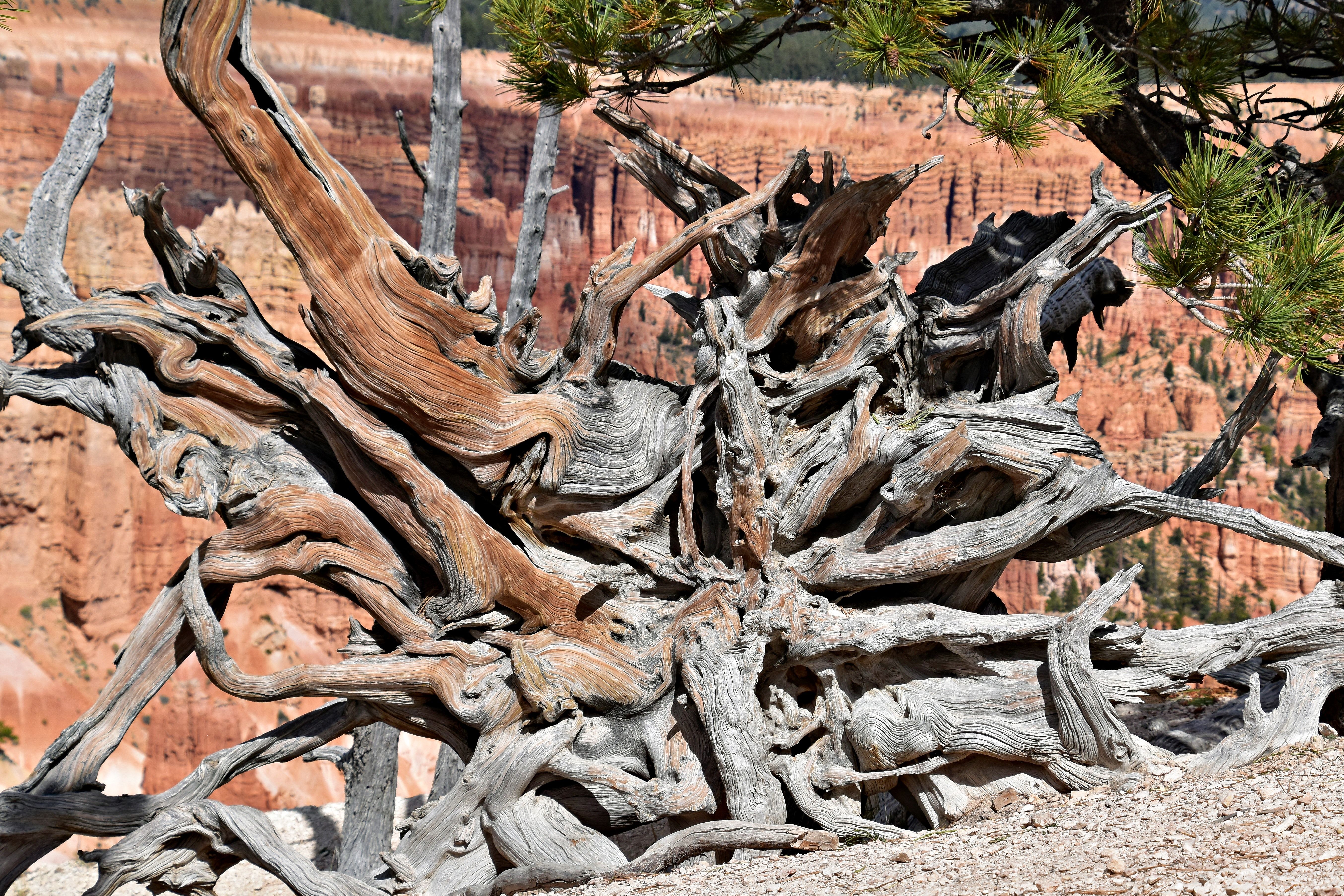Weathered, gnarled bristlecone pine growing on rocky mountain slope