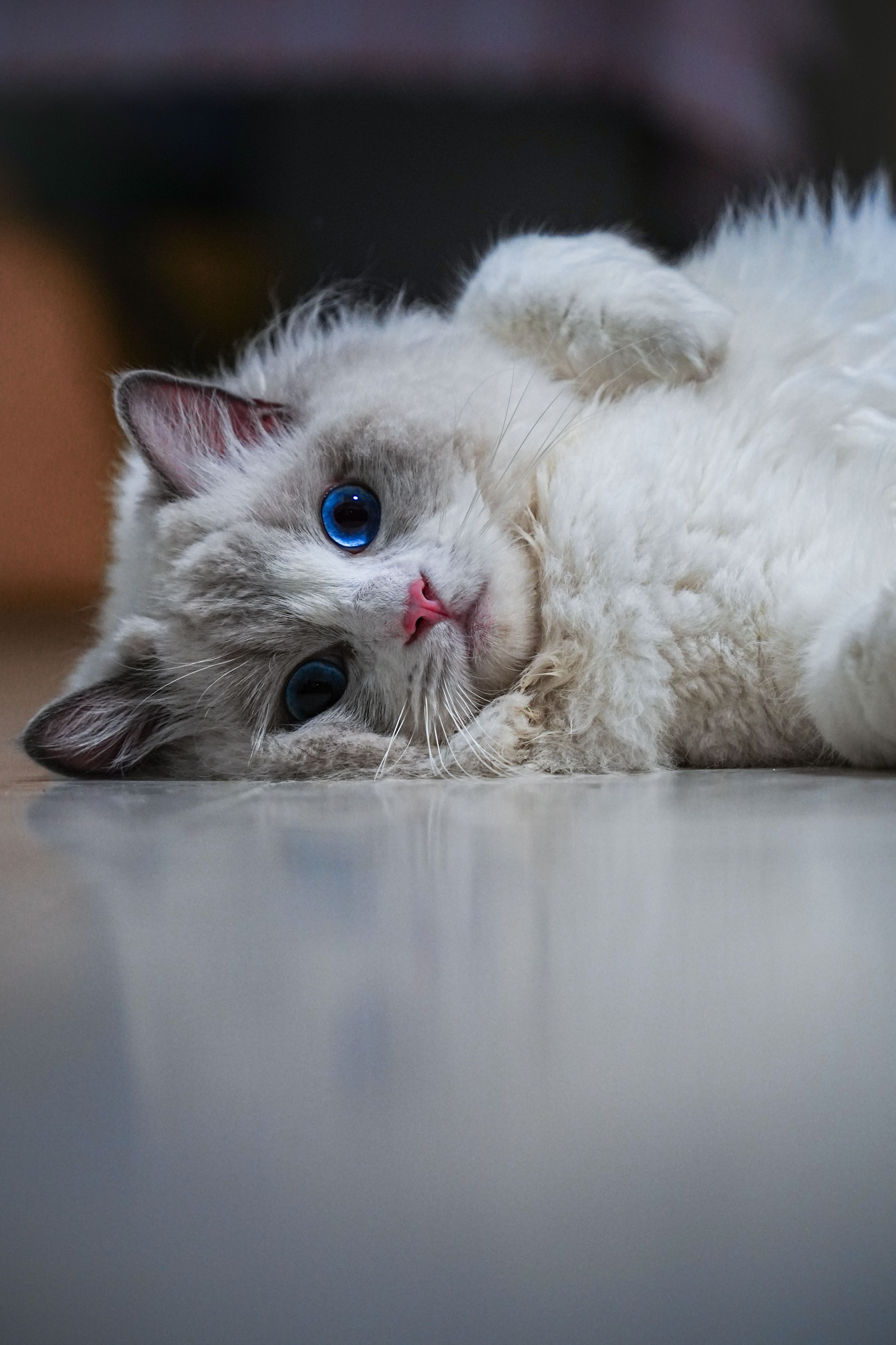 A white cat with blue eyes laying on the floor · Free Stock Photo
