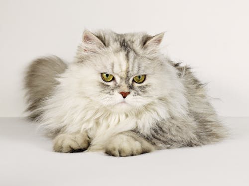 Free Бесплатное стоковое фото с двухцветный кот, желтые глаза, кошка Stock Photo