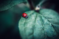 一只充满活力的红色瓢虫栖息在绿叶上，背景模糊的宏观镜头