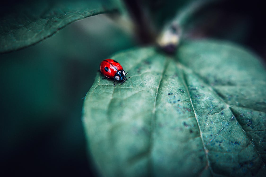 Selective Focus Photo of Ladybird on Green Leaf