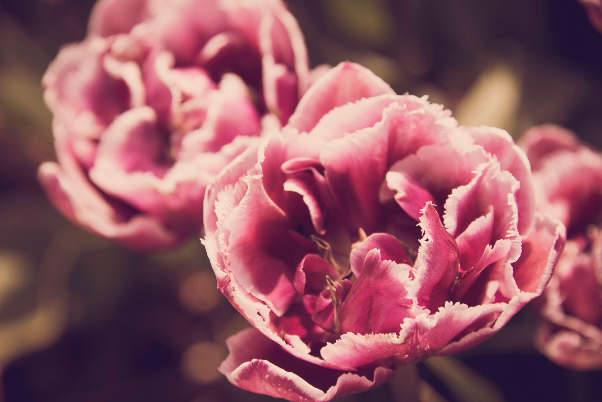 A beautiful close-up of pink peonies in full bloom with delicate petals, symbolizing spring's fresh growth.