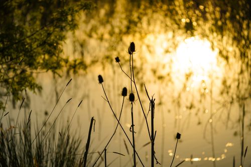 Free A tranquil scene of silhouetted plants against a glowing sunset reflecting on a lake, capturing natural beauty and serenity. Stock Photo
