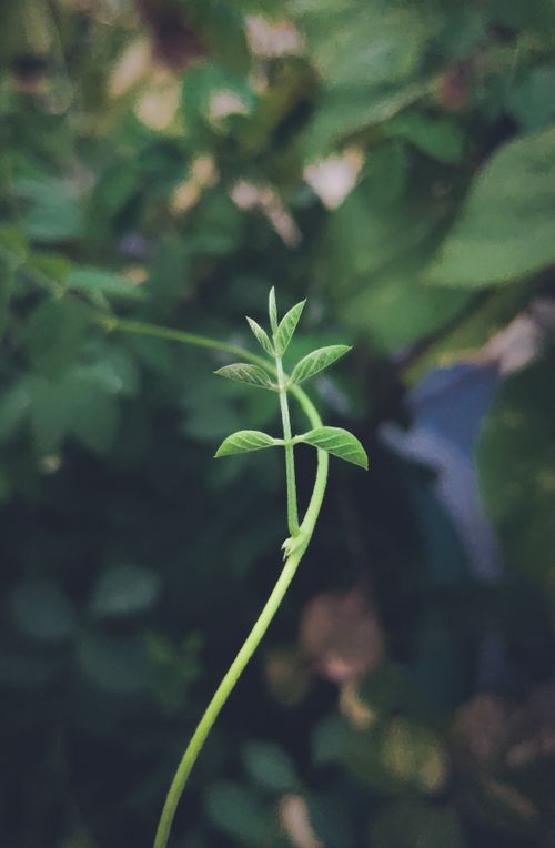 Free A detailed view of a vibrant green plant stem and leaves, showcasing organic growth in nature. Stock Photo