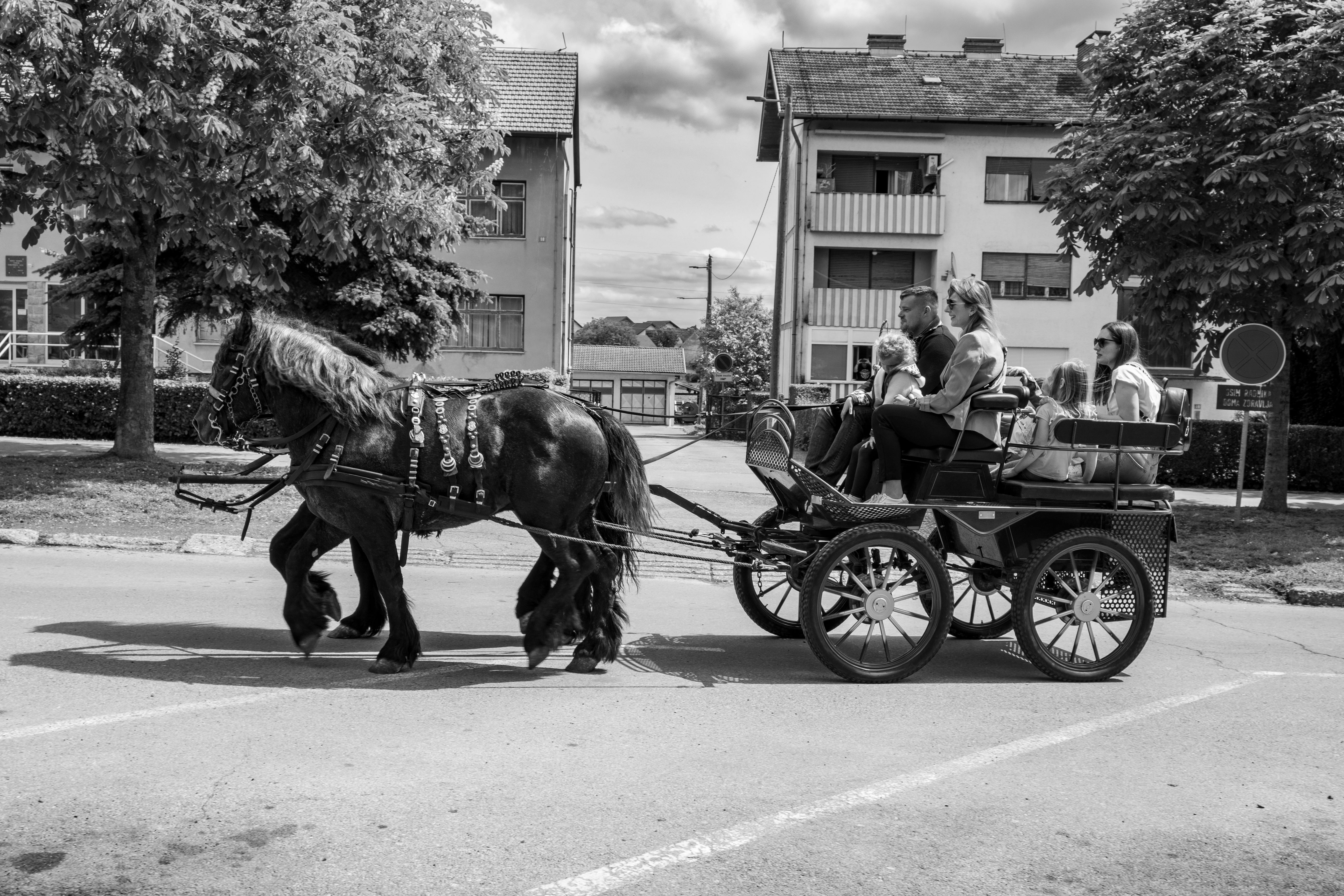 CCHR Help a Horse Day California Coastal Horse Rescue