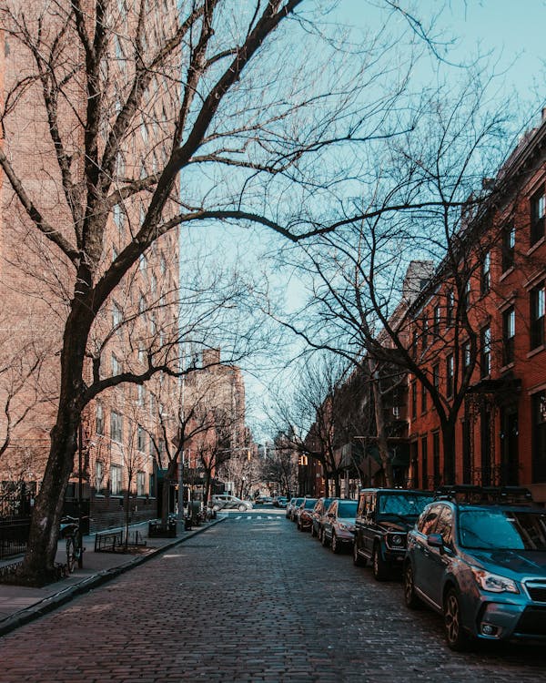 Bare Trees Near Building