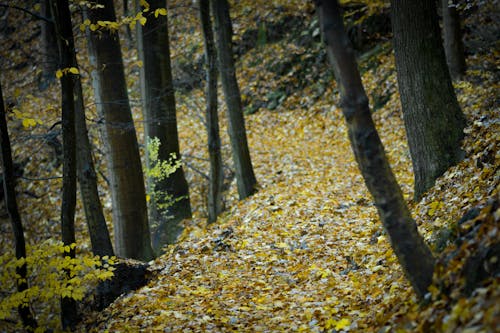 Лес в окружении желтых листьев на земле
