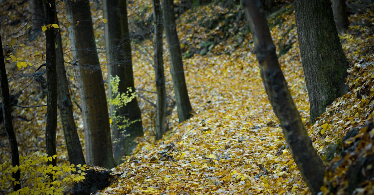 Free stock photo of autumn, autumn leaves, colors