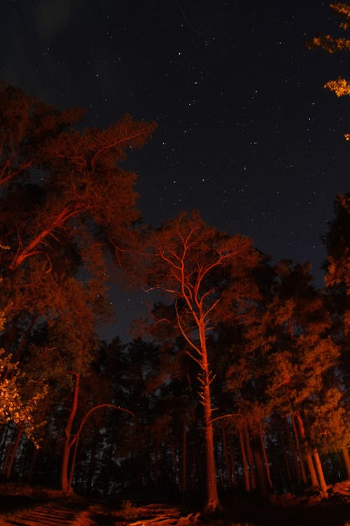 Foto stok gratis langit malam