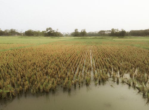 Foto profissional grátis de 71bangladesh, abstrair, agricultura