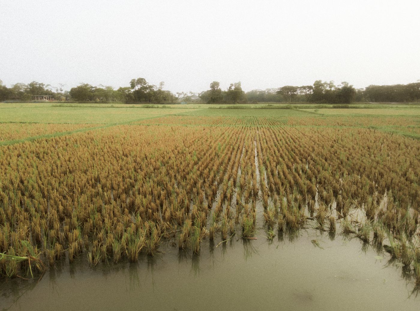 A pond on a rural field with standing water and greenery