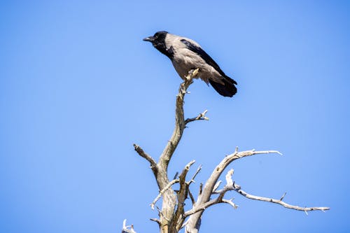 Kostenloses Stock Foto zu blauem hintergrund, einfachheit, krähe