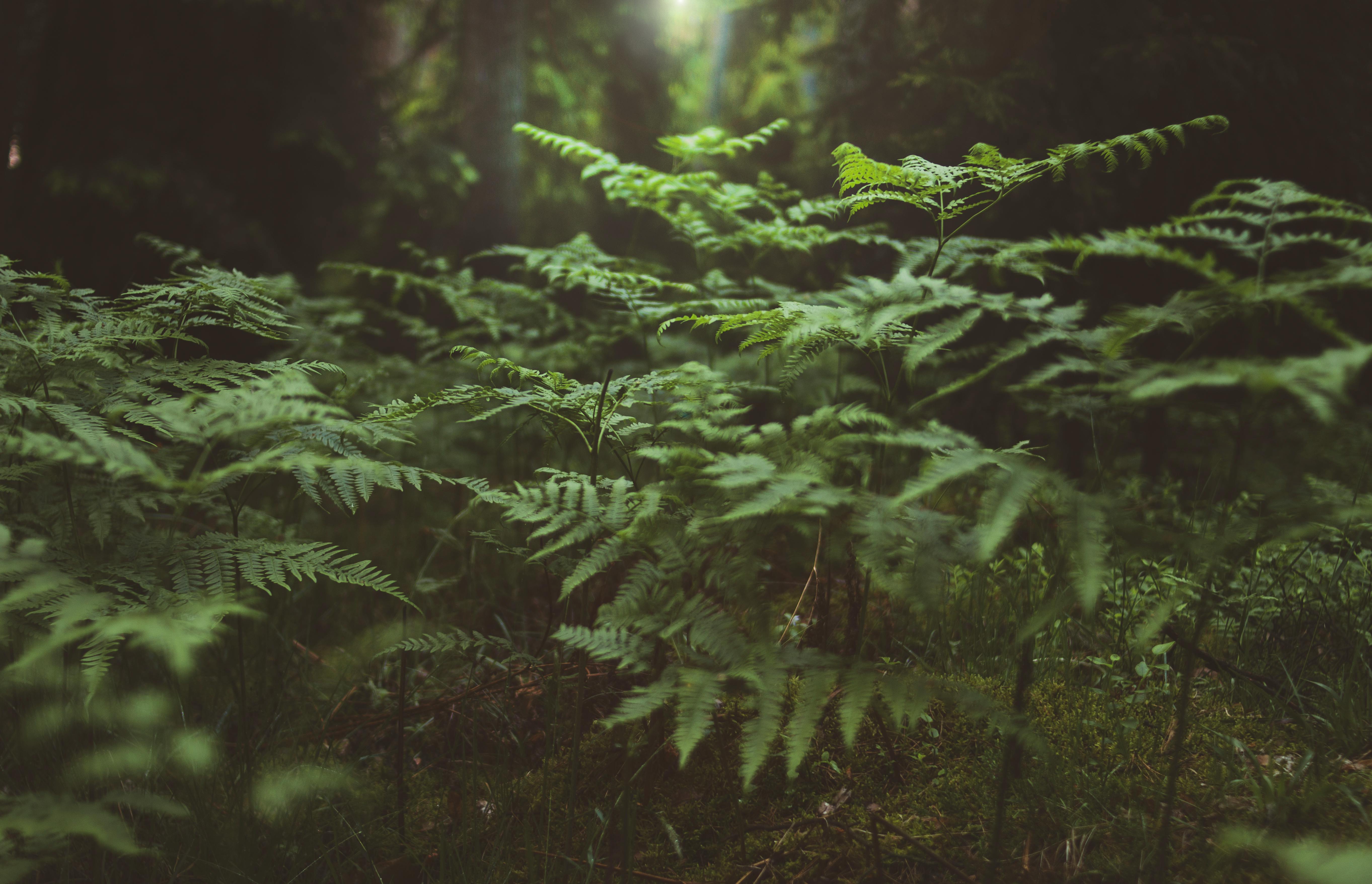 Green Fern Plant · Free Stock Photo