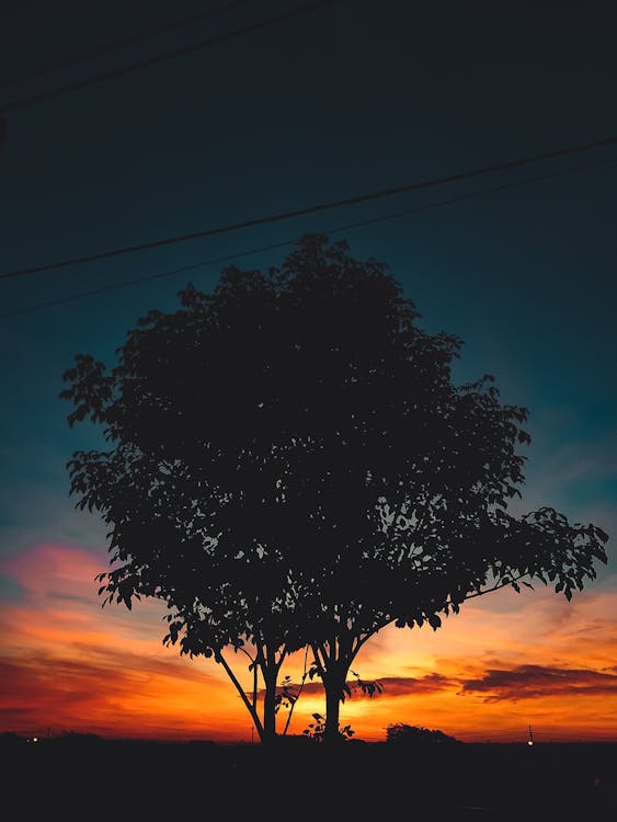 Silhouette Of Tree