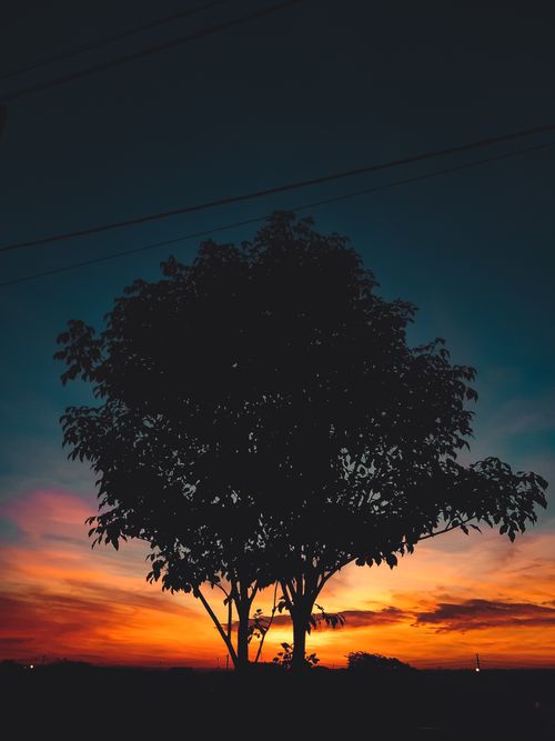 Free Stunning silhouette of a tree with a vibrant and colorful sunset sky as the backdrop, creating a dramatic atmosphere. Stock Photo
