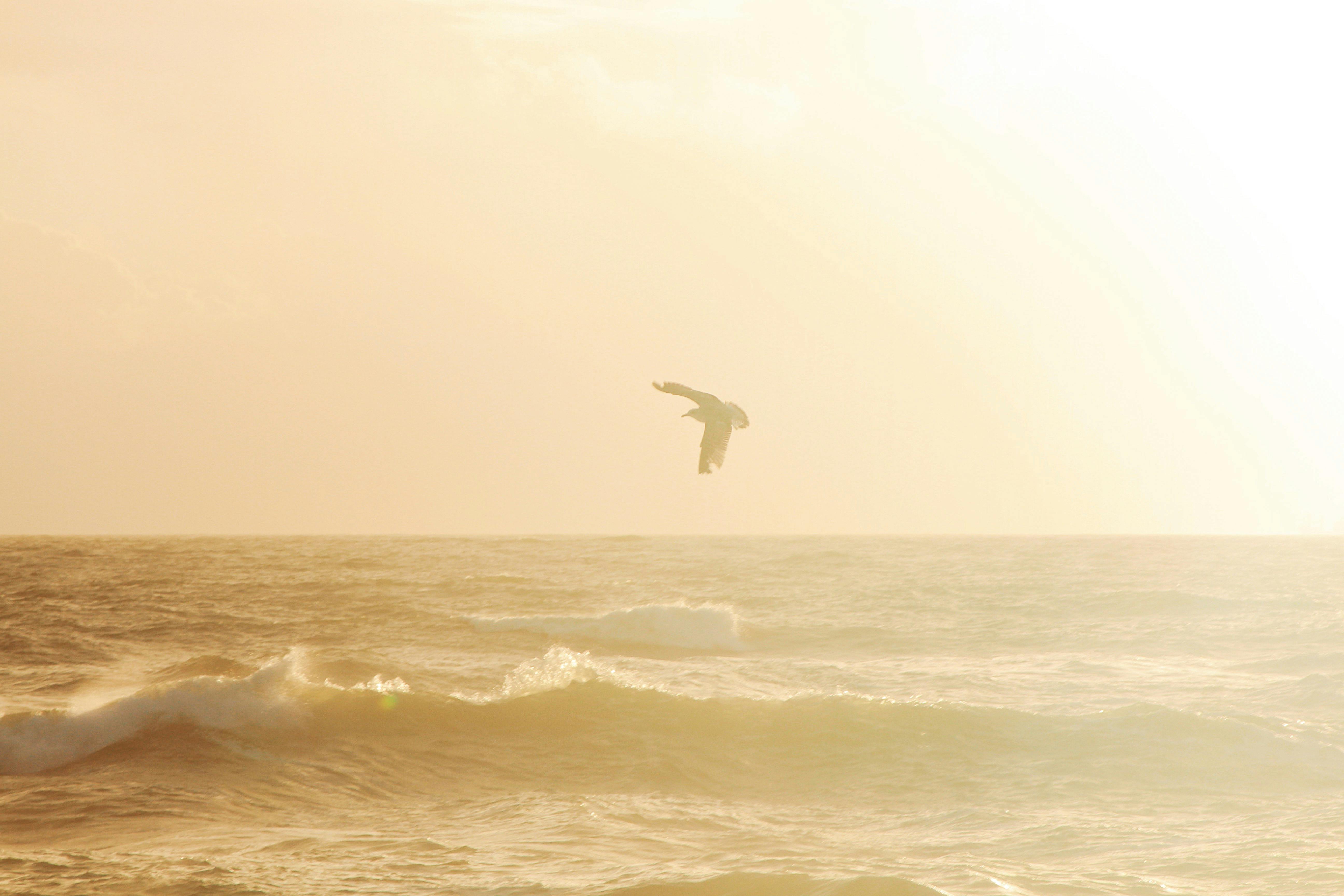 bird soaring over water waves