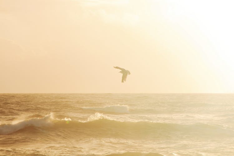 Bird Soaring Over Water Waves