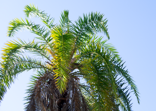 Free Lush green palm tree leaves contrasting with a clear blue sky in a tropical setting. Stock Photo