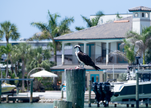 Free stock photo of avian, bird, brown