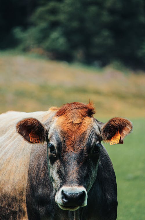 Free Photo Of A Cow Stock Photo
