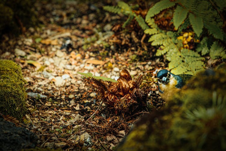 Green Ferns Near Blue Bird