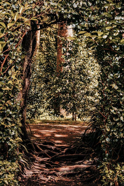 Pathway In Between Trees · Free Stock Photo