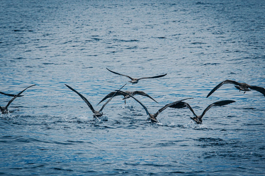Free Seagulls Above Sea Stock Photo