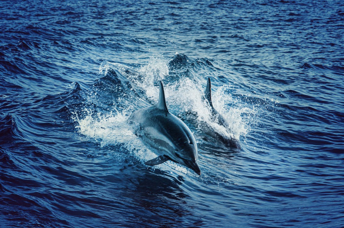 Free Swimming Dolphins Stock Photo