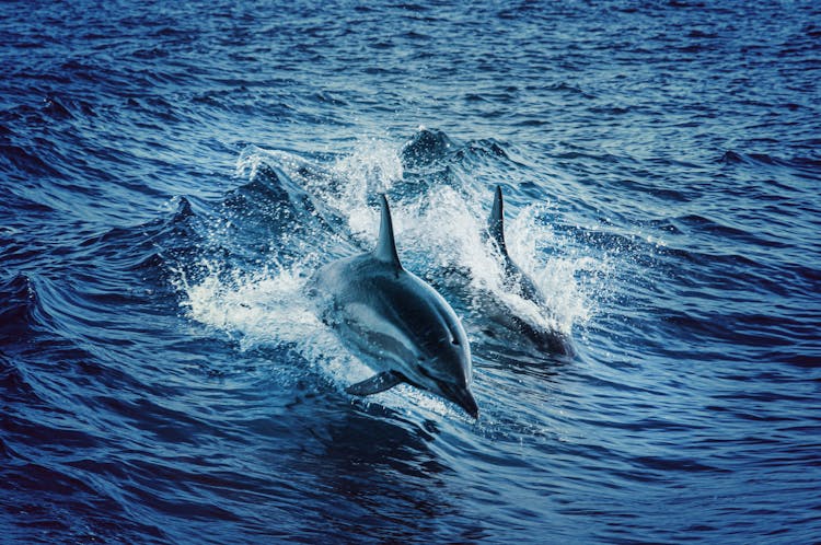 Swimming Dolphins