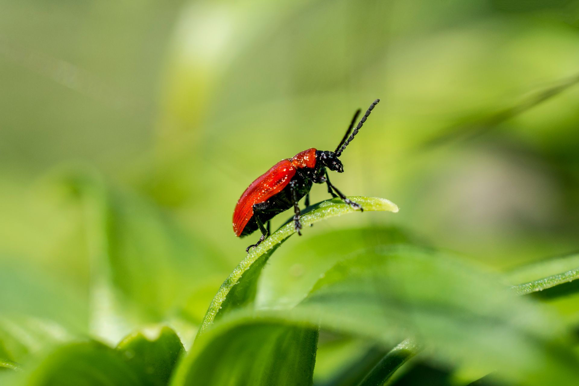 Close-up of a red beetle on a green leaf in a garden setting, capturing insect details.