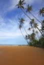蔚蓝的天空下，椰子树在宁静的热带海滩上倾斜