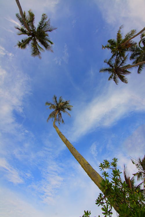 Foto d'estoc gratuïta de a l'aire lliure, arbres, cel