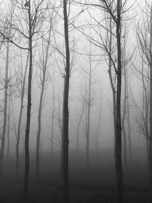 Morning fog in woods 
