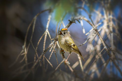 Foto stok gratis biologi pemuliaan, burung hutan, burung kecil