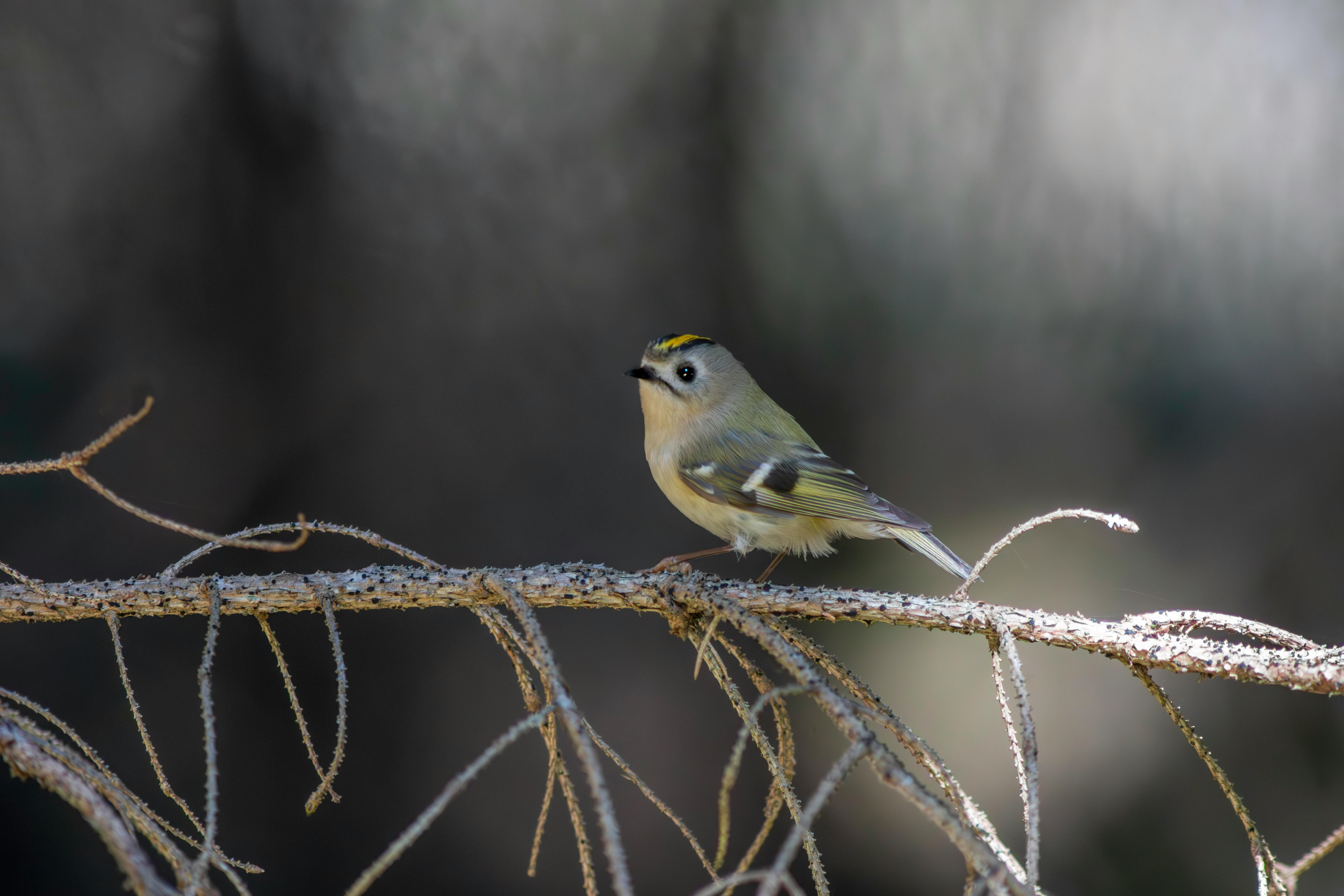 A close-up of a goldcrest bird perched on a tree branch in a natural setting.