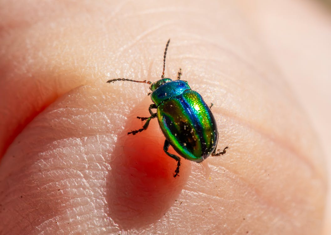 Бесплатное стоковое фото с beetle, беспозвоночный, биологический контроль