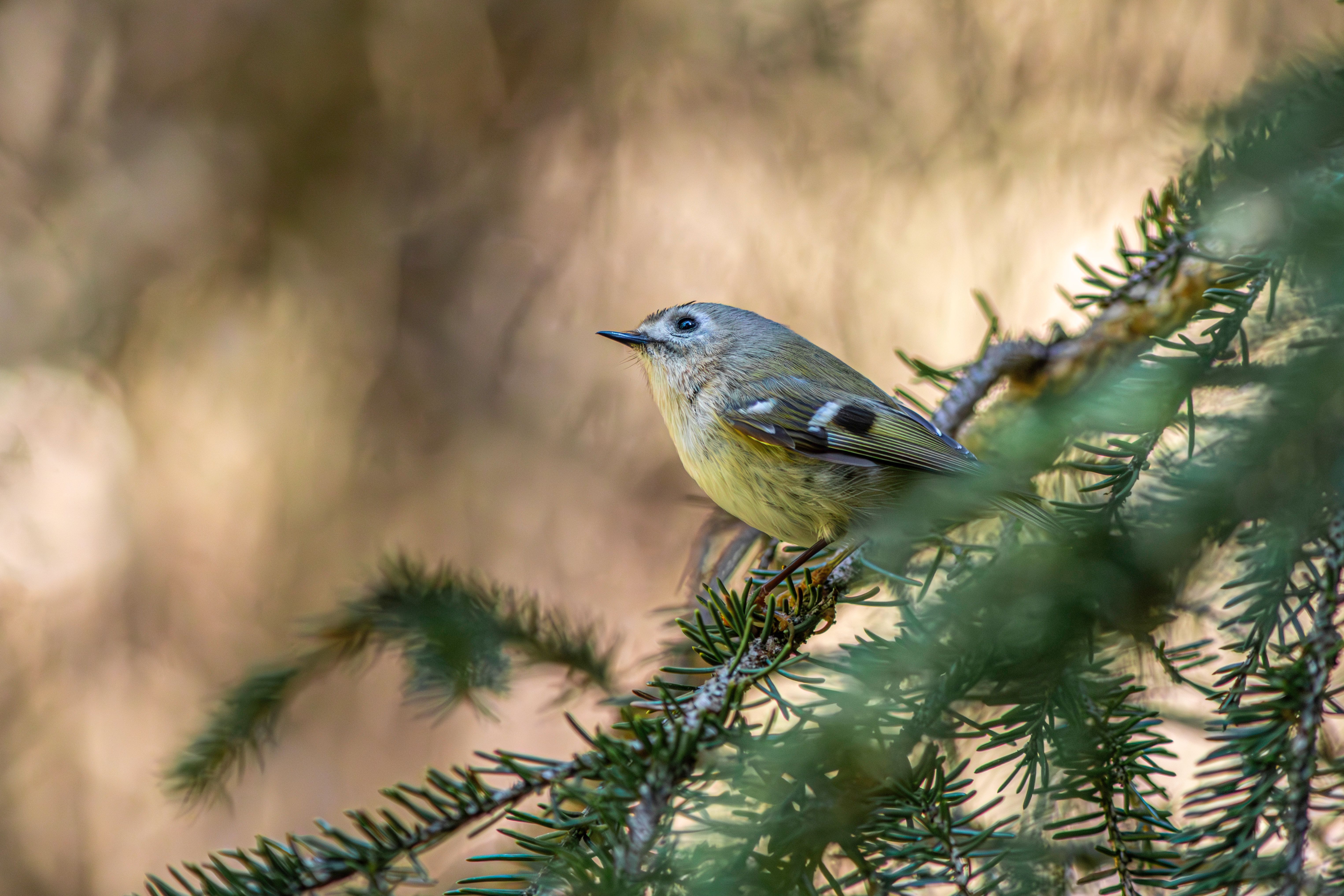 Close-up of a Goldcrest perching on a conifer branch in a natural setting.