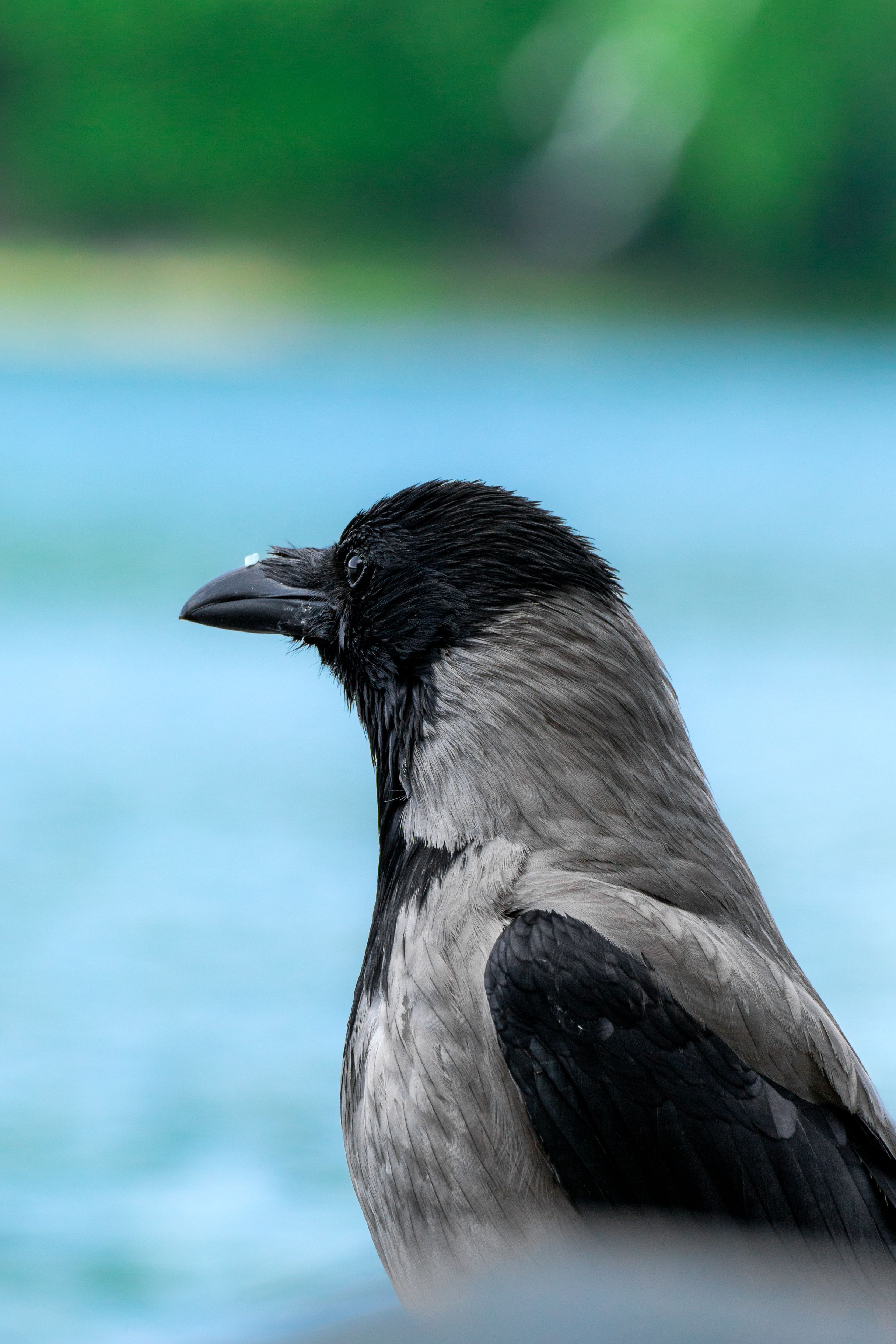 Detailed shot of a hooded crow with blurred water background, showcasing its distinct gray and black feathers.