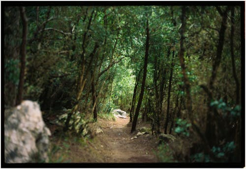 Základová fotografie zdarma na téma bujný, dešťový prales, dřevo