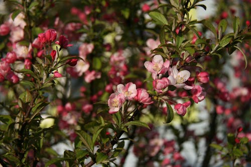 Free stock photo of blossom, crab apple tree