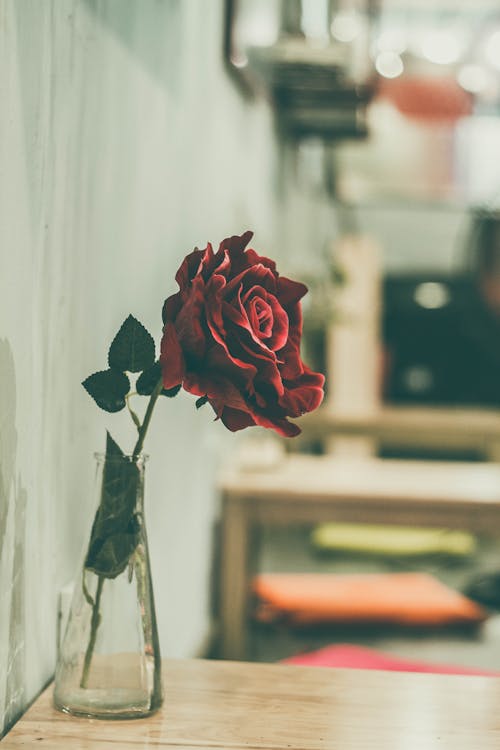 무료 투명 유리 꽃병에 빨간 장미 스톡 사진