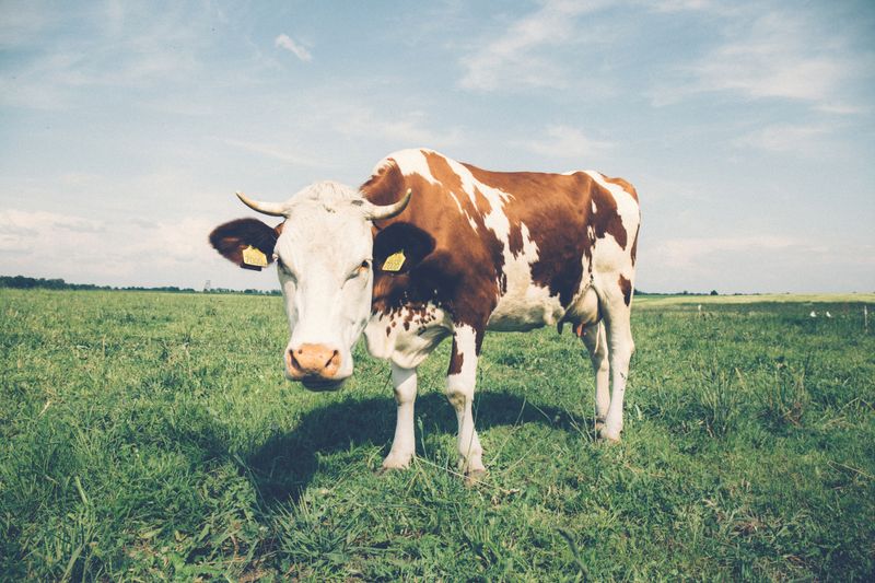 Dairy farm and cattle representing Milk + Fat Pashuaahar business