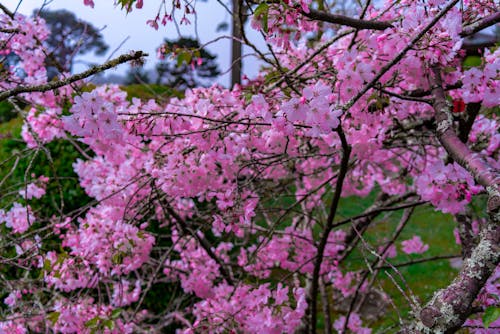 Foto d'estoc gratuïta de bellesa a la natura, bonic, cirera