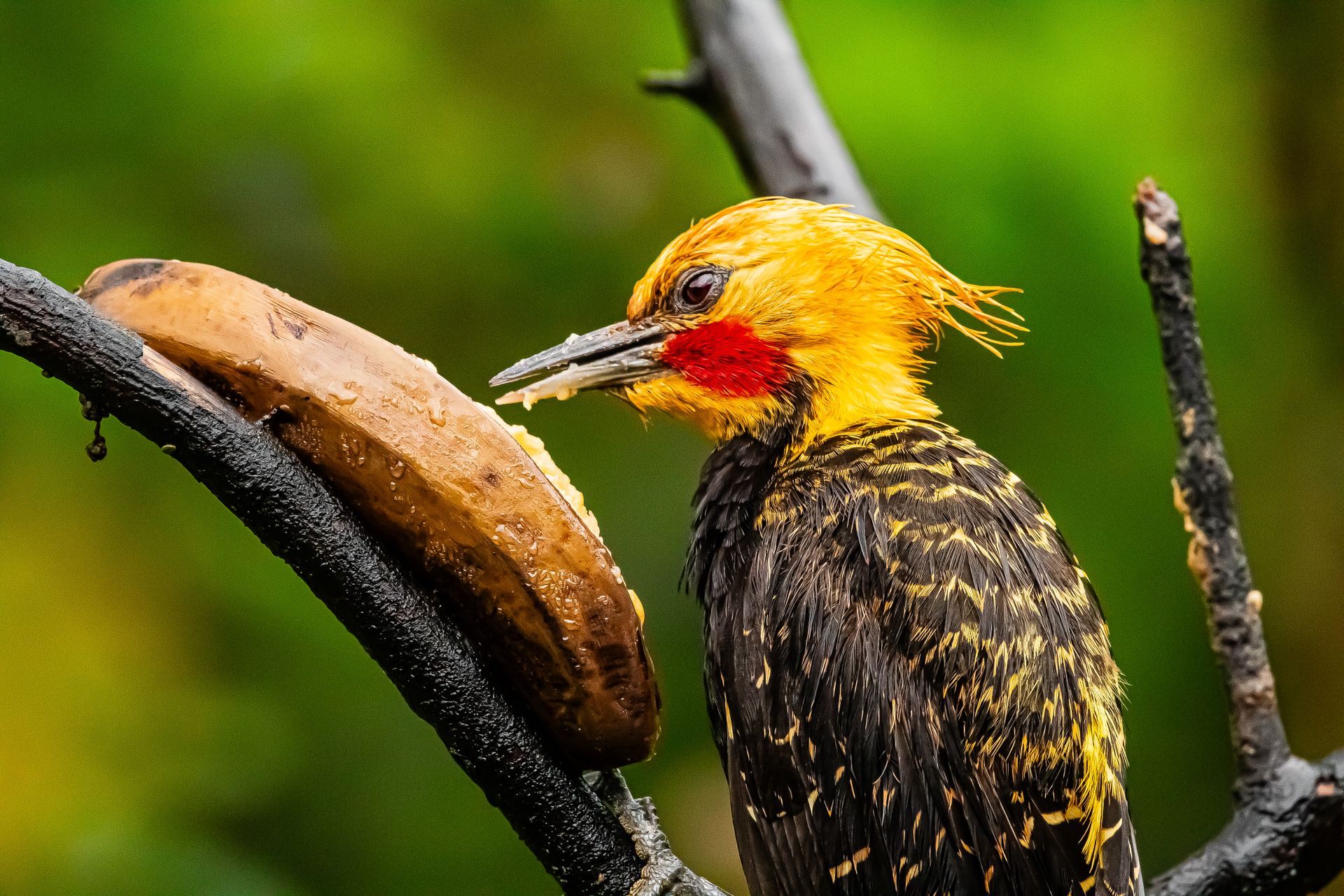 Close-up of a Yellow-Fronted Woodpecker interacting with tree bark in Caraguatatuba, Brazil.
