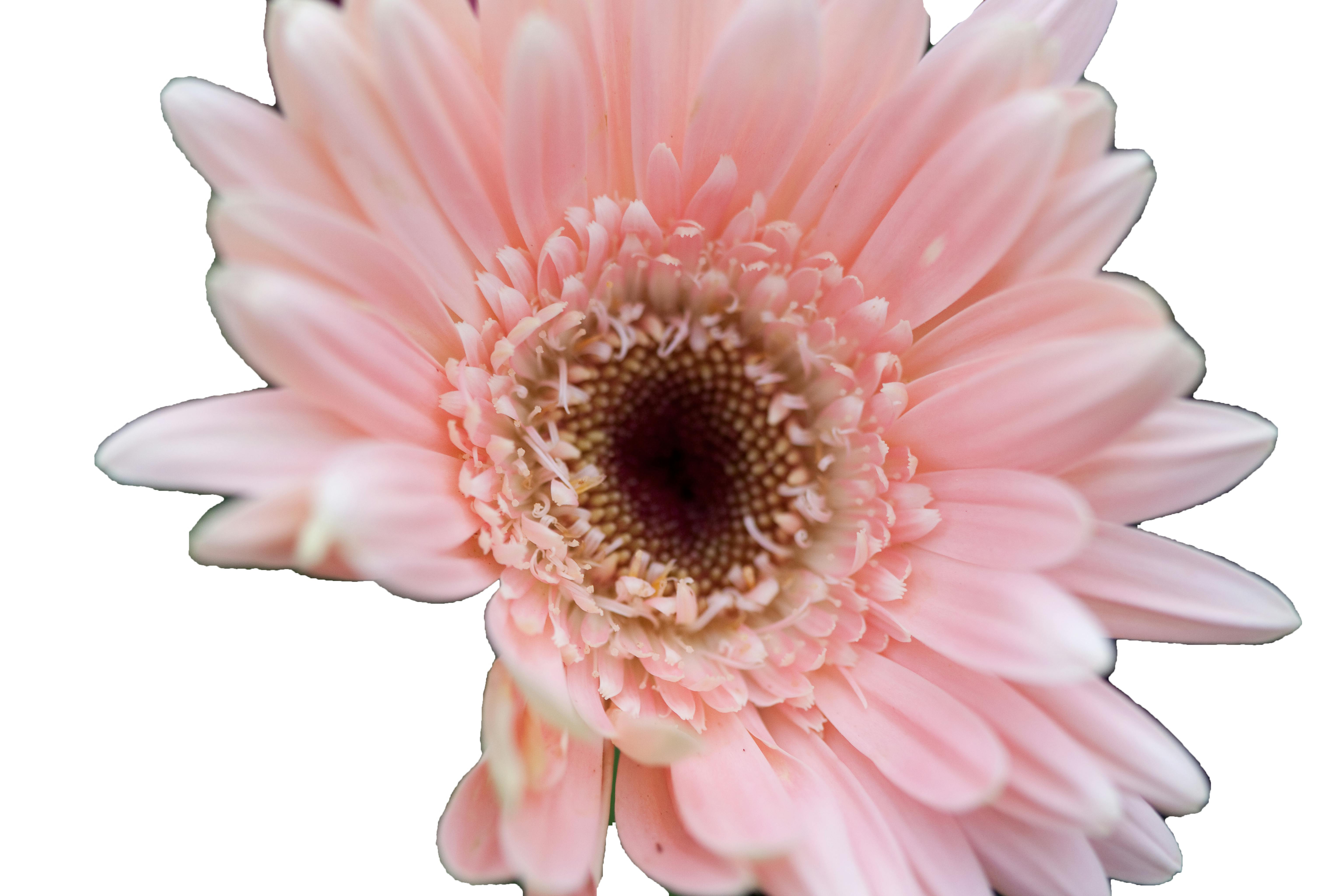 Free Stock Photo Of Flowers Gerbera Daisy Nature